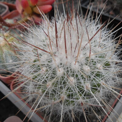 Echinomastus macdowelii - f. Sniceri MH 434 - Kupcak -
