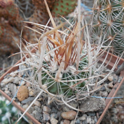 Echinofossulocactus  lloydii -  відбір -