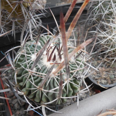 Echinofossulocactus longispinus - Panarotto -