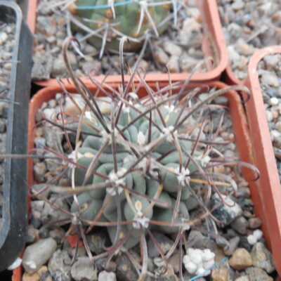 Glandulicactus uncinatus DJF 615 - black flower - Catorse, SLP. - MG -