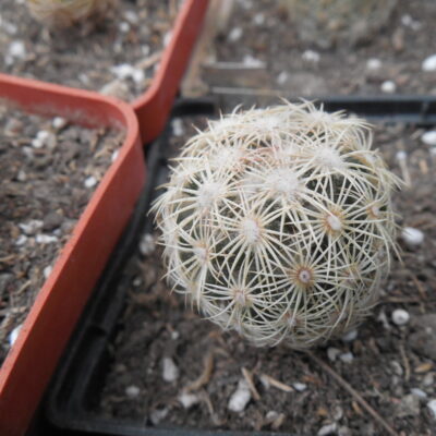 Coryphantha palmeri GL 66 - ne Aramberri, NL. MG