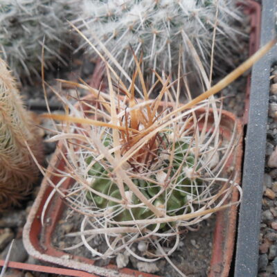 Echinofossulocactus  lloydii -  відбір -
