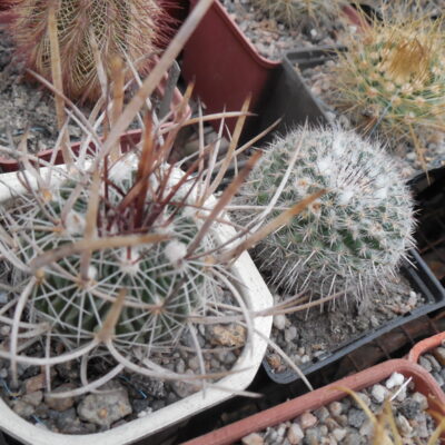Echinofossulocactus  lloydii -  відбір -