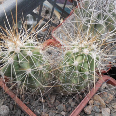 Echinocereus enneacanthus SB 700 - Cuchillo, Coah.  - massive spines - MG -