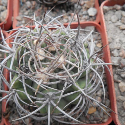 Gymnocalycium mostii - радянська селекція - відбір