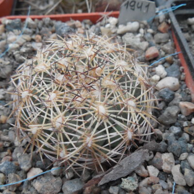 Coryphantha radians SB 679 - Zimapan, H-go, only 12-13 white sp. - MG -