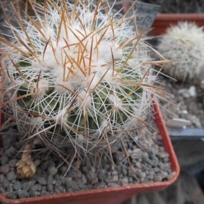 Echinofossulocactus albatus - De Herdt -