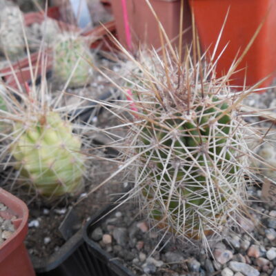 Echinocereus engelmanii - v.boyce - thompsonii CR 154 - Tortilla. black - gold spines  - MG -