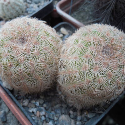 Echinocereus reichenbachii L 1394 - Llera, Tam. - MG -