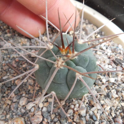 Gymn. spegazzinii  - v.major DJF 301 - MG -