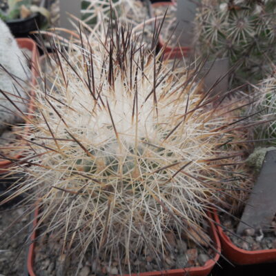 Gymnocactus beguinii - v.francii - MG -