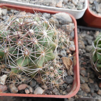 Coryphantha neglecta