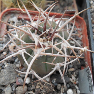 Gymnocalycium mazanense - v.polycephalum BCS 45 - Suriyaco - MG -