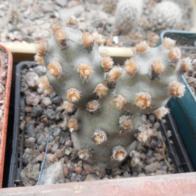 Tephrocactus molinensis