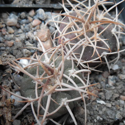 Gymnocalycium mazanense - v.polycephalum   SL 23A-96