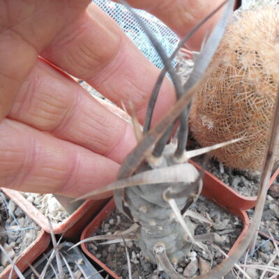 Tephrocactus articulatus - v. diadematus
