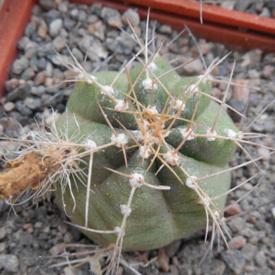 Echinocereus knippelianus