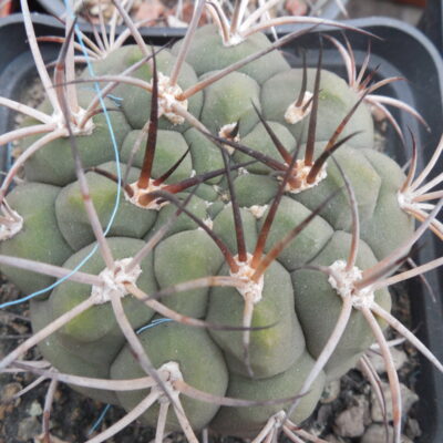Gymnocalycium saglionis