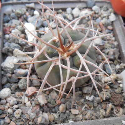 Gymnocalycium cardenasianum x mazanense