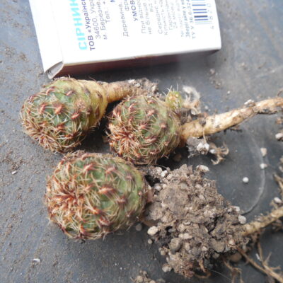 Sulcorebutia zavaletae R 590- Sucre, Bolivia