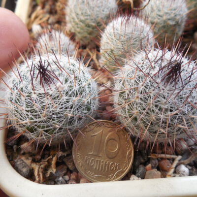 Mammillaria ritteriana - Mesa Garden -
