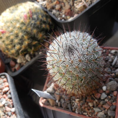 Mammillaria spec. P 476  - El Ojite, Oax.