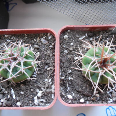 Gymnocalycium ferox - v.ferocior XVJ 95 Tuclame, 420 m. Cordoba - Matush