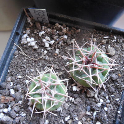Gymnocalycium ferox - v.ferocior XVJ 95 Tuclame, 420 m. Cordoba - Matush