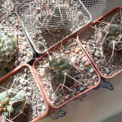 Gymnocalycium hossei STO 088 - 15 cm. long spines - MG -