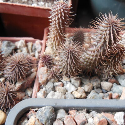 Huernia phillansii