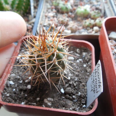 Acanthocalycium thionanthum - v.copiapoides  P 54