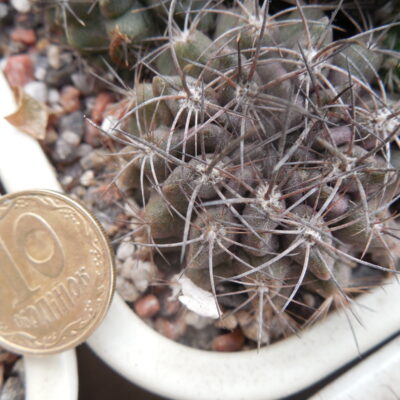 Neoporteria pulchella
