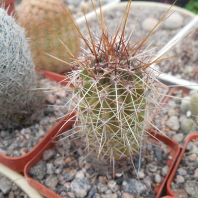 Echinocereus engelmanii - v.boyce - thompsonii CR 154 - Tortilla. black - gold spines  - MG -
