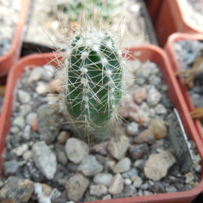 Echinocereus palmeri HK 1581 - MG -