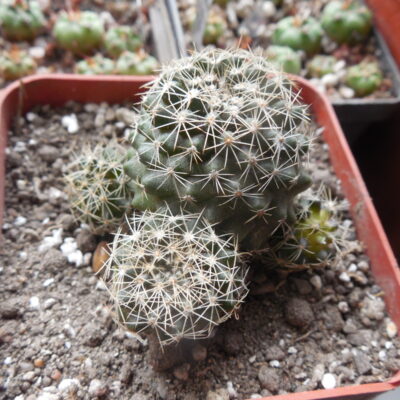 Copiapoa humilis FR 464 - Paposo, Chile