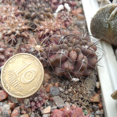 Neochilenia paucicostata VJ257