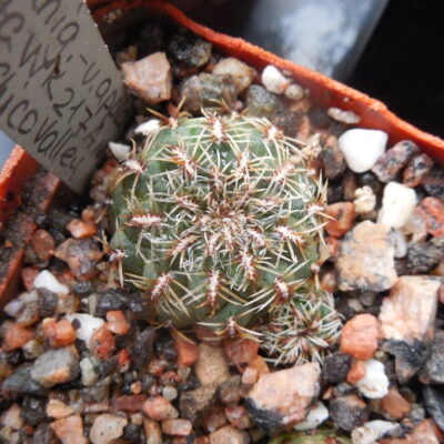 Sulcorebutia canigueralii - v.applanata  WK 217 A - Rio Chico Valley
