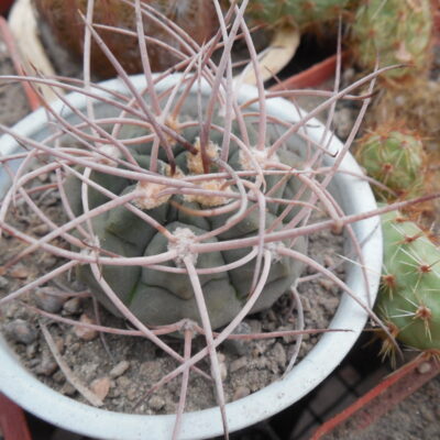 Gymnocalycium hossei STO 088 - 15 cm. long spines - MG - сіянці -
