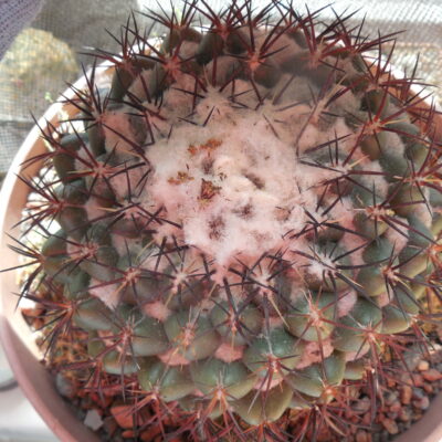 Coryphantha greenwoodii