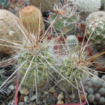 Echinocereus enneacanthus SB 700 - Cuchillo, Coah.  - massive spines - MG -