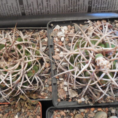 Gymnocalycium ferox - v.ferocior STO 866 - L.Bercht