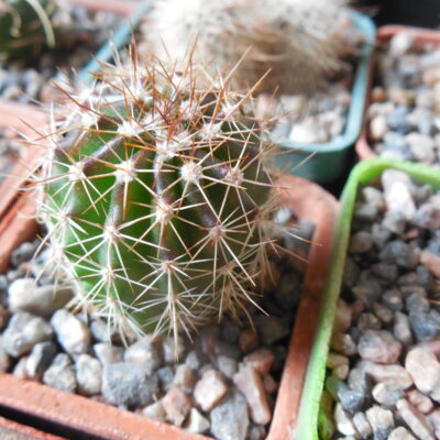 Echinocereus stoloniferus - v.tayopensis L 779 - Deherdt -