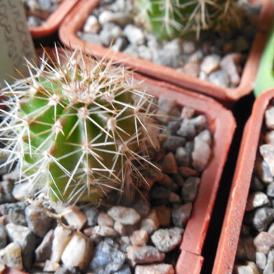 Echinocereus stoloniferus - v.tayopensis L 779 - Deherdt -