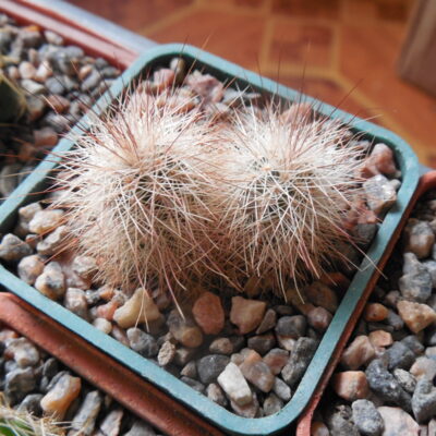 Echinocereus chisoensis - v. fobeanus  - MG -