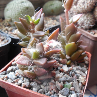 Anacampseros spec.
