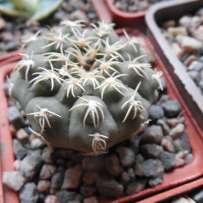 Gymnocalycium kvehlianum - v.flavispinum