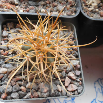 Ferocactus chrysacanthus - L 010 - Isla Cedros- MG - з відбору -