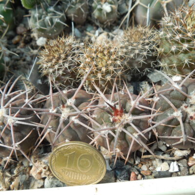 Gymnocalycium spegazzinii - v. major