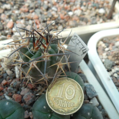 Acanthocalycium glaucum WR 872
