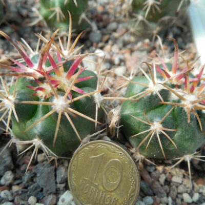 Ferocactus fordii - small form, miniature  - MG -